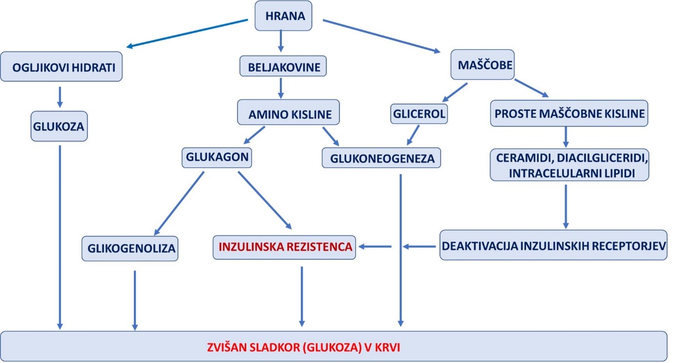 Ali si ogljikove hidrate res moramo »zaslužiti« in zakaj vsak obrok in vsa makrohranila dvignejo krvni sladkor?